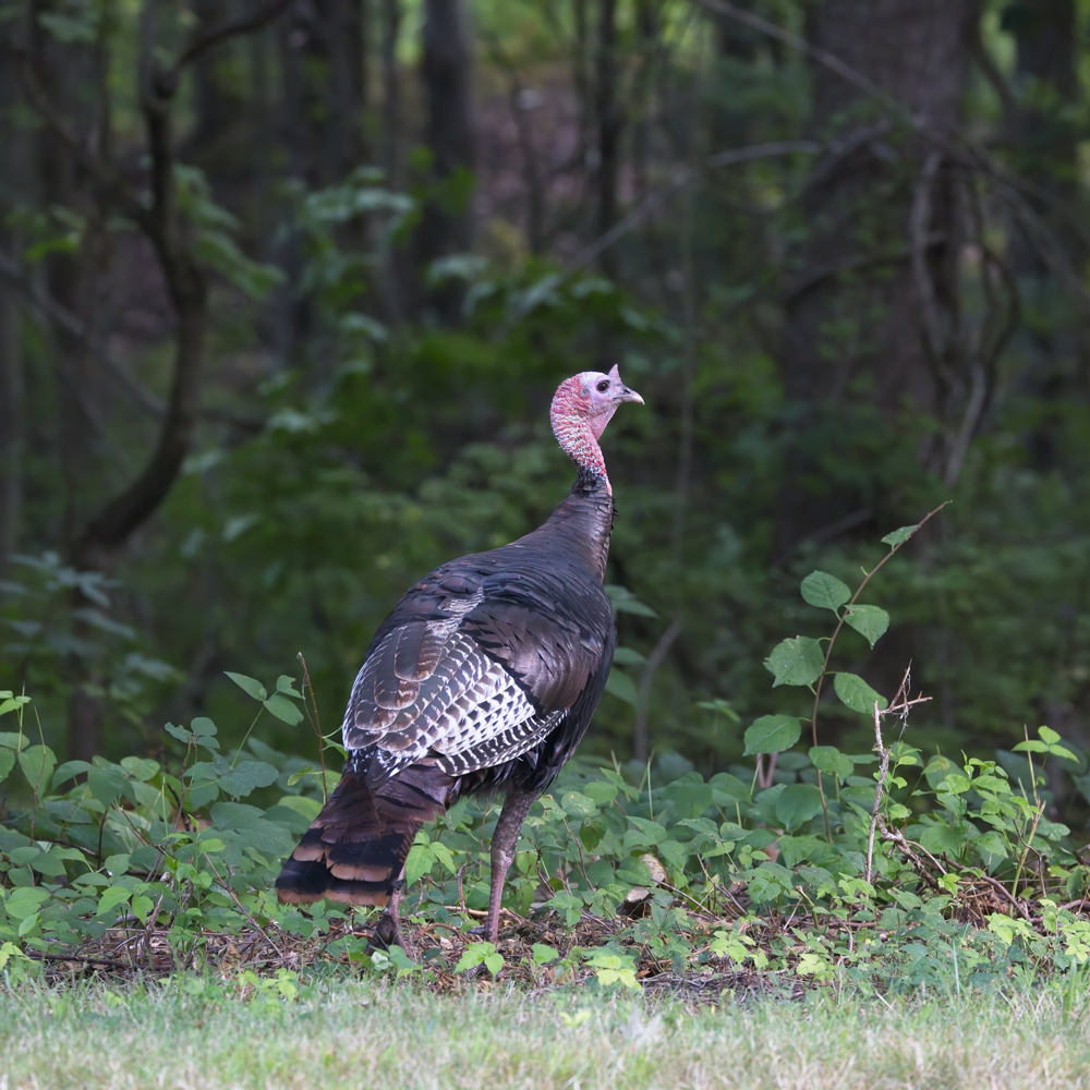 Turkey Hunting in Texas Beginner's Complete Guide